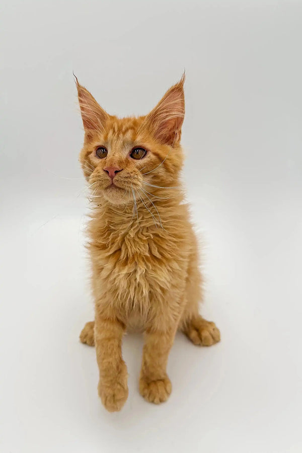 Adorable Orange Tabby Maine Coon Kitten with Fluffy Fur and Pointed Ears