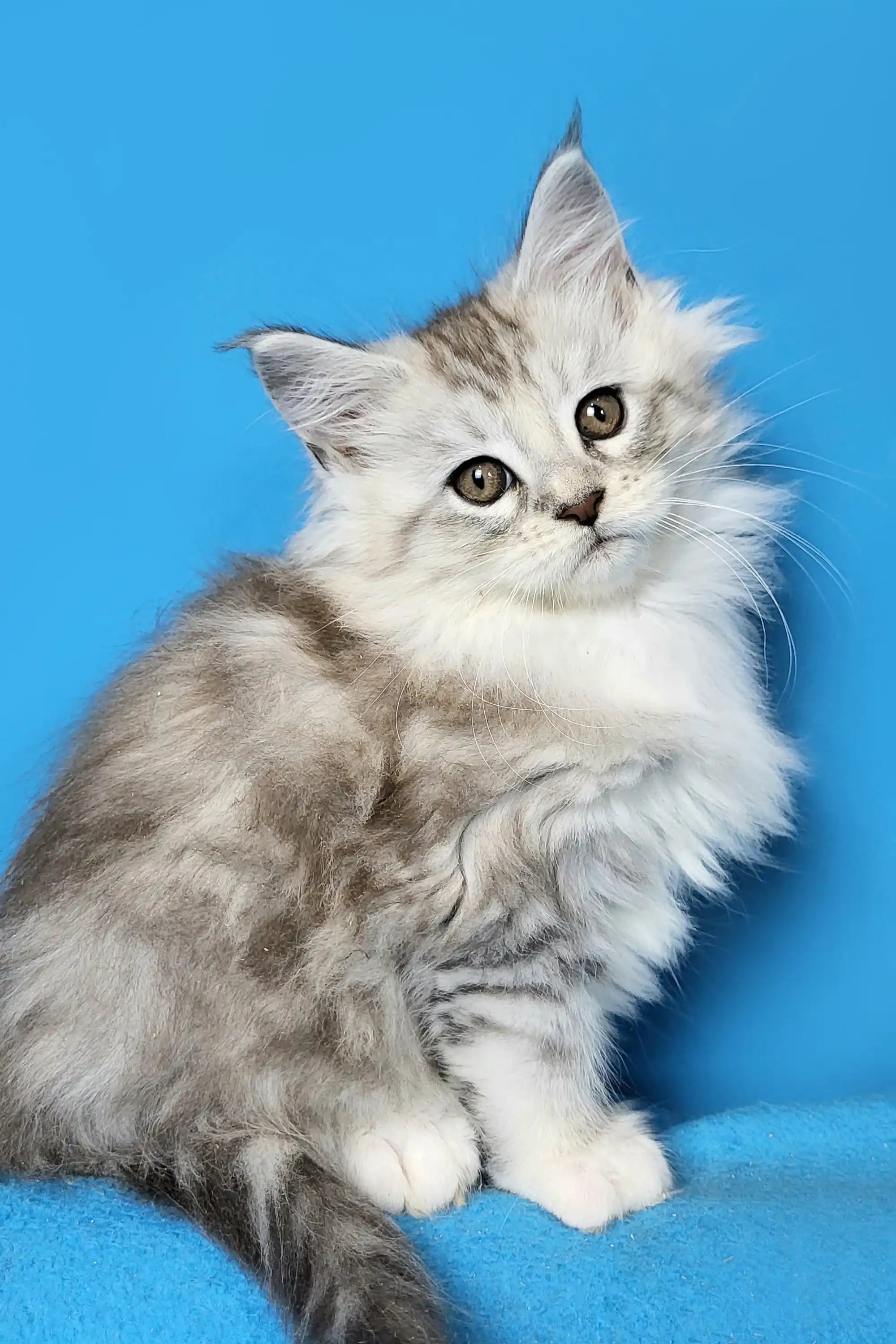 AVADA - Best Sellers Dulsineya | Maine Coon Kitten