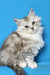 Maine Coon Kittens for Sale Dulsineya | Kitten