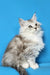 Fluffy gray and white Maine Coon kitten with alert eyes, perfect if you feel lonely