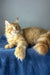 Duncan | polydactyl maine coon kitten