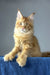 Duncan | polydactyl maine coon kitten