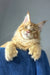 Duncan | polydactyl maine coon kitten