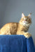Duncan | polydactyl maine coon kitten