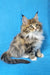 Fluffy Maine Coon kitten with ear tufts and bushy tail, perfect for cuddles