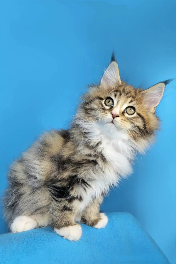 Fluffy Maine Coon kitten with long fur and alert eyes, perfect for cuddles