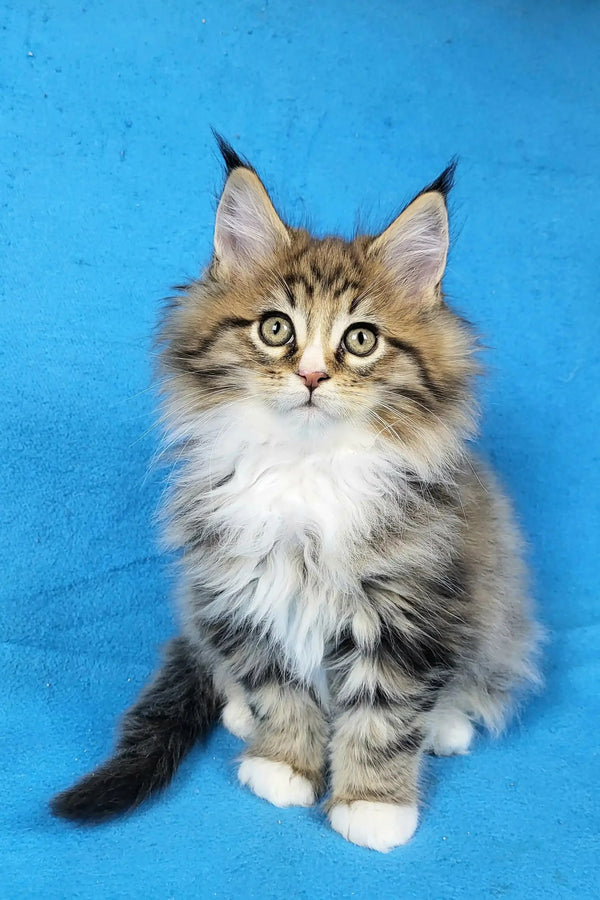 Fluffy Maine Coon kitten with pointed ears and a white chest from Dynamite