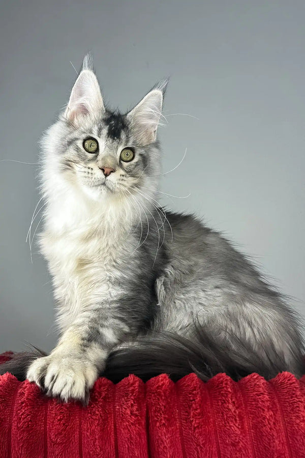 Earl grey | polydactyl maine coon kitten