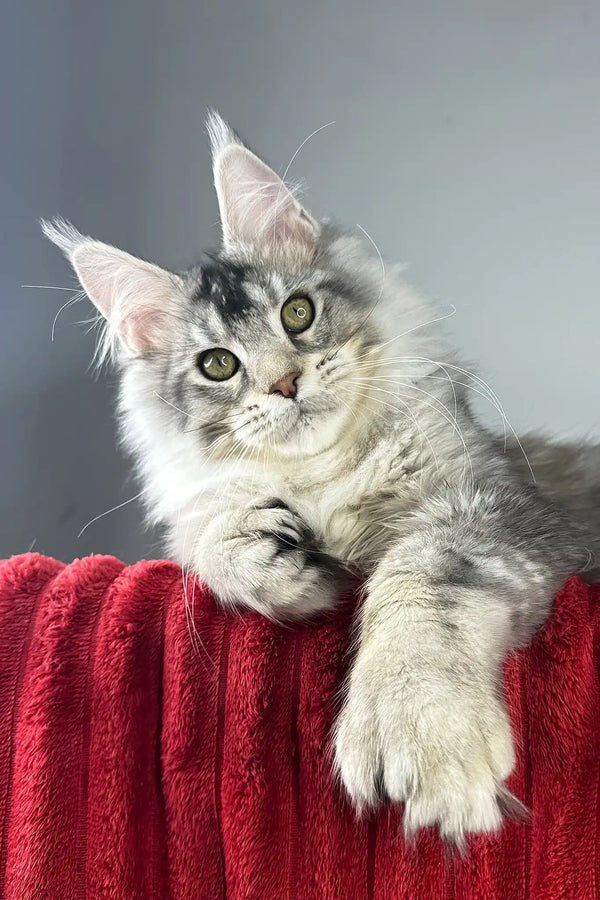 Earl grey | polydactyl maine coon kitten