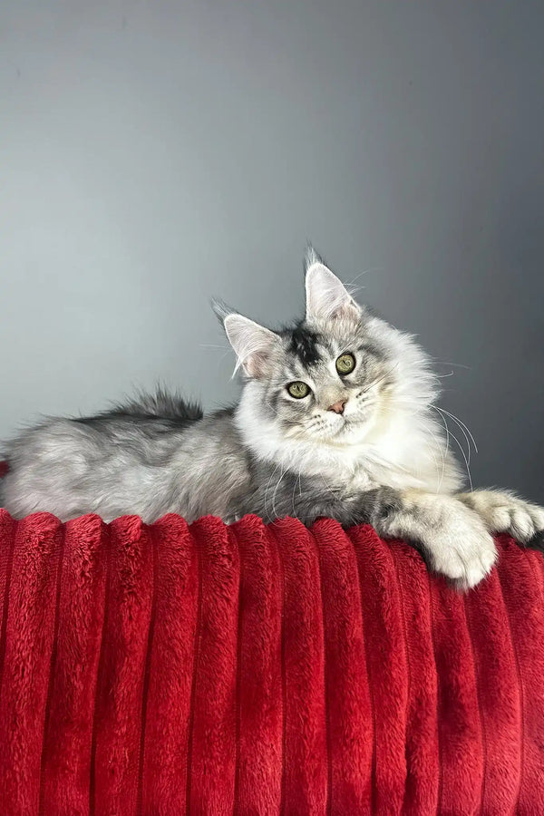 Earl grey | polydactyl maine coon kitten