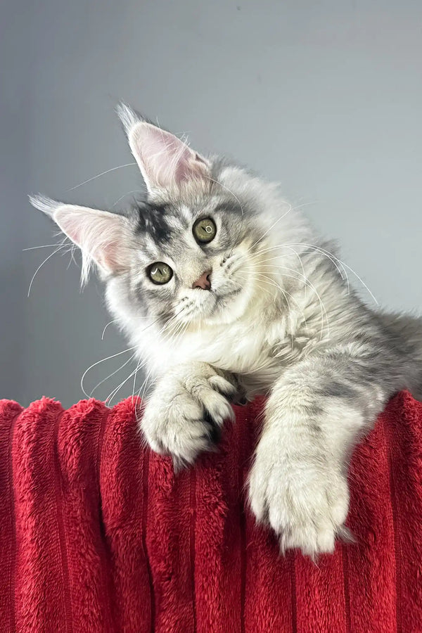 Earl grey | polydactyl maine coon kitten