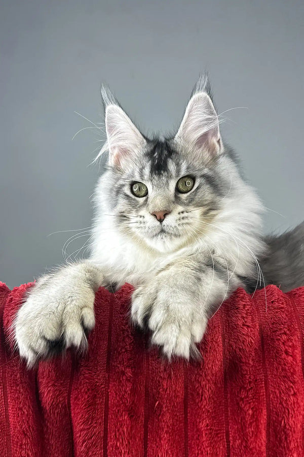 Earl grey | polydactyl maine coon kitten