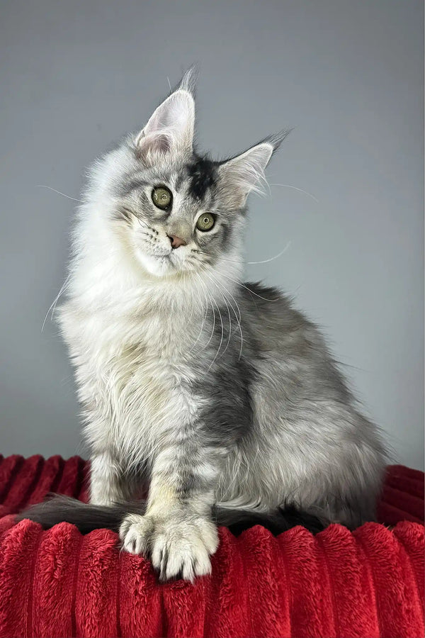 Earl grey | polydactyl maine coon kitten