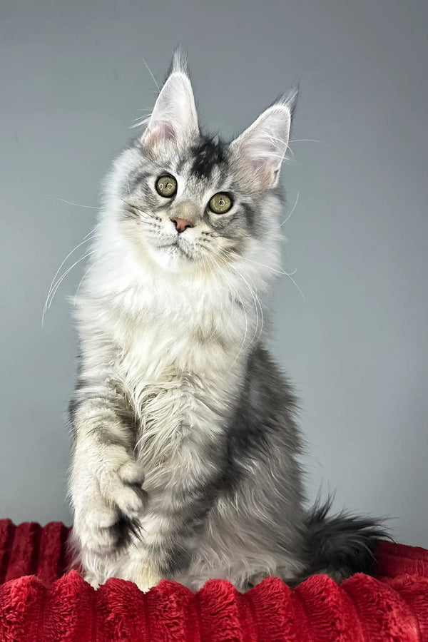 Earl grey | polydactyl maine coon kitten