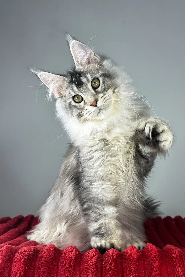 Earl grey | polydactyl maine coon kitten