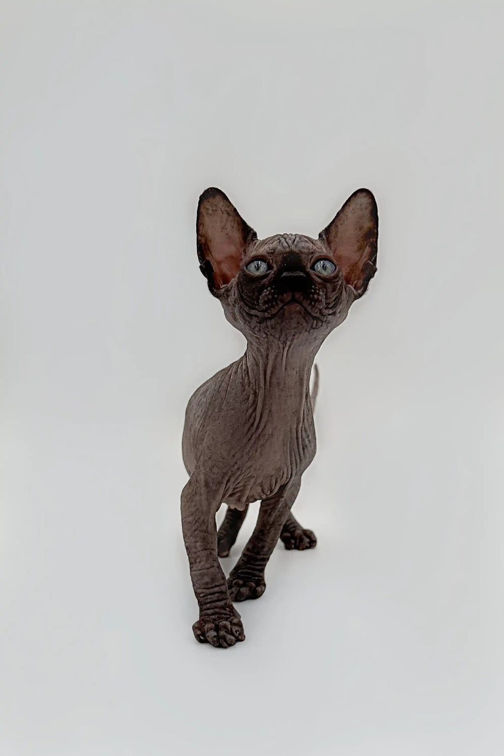 Hairless Sphynx Cats & Kittens for Sale Earl | Kitten