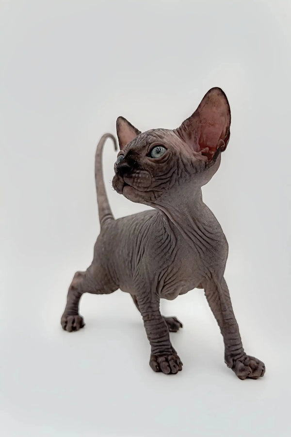Meet Earl, the cheerful black Sphynx kitten with big ears and adorable wrinkles