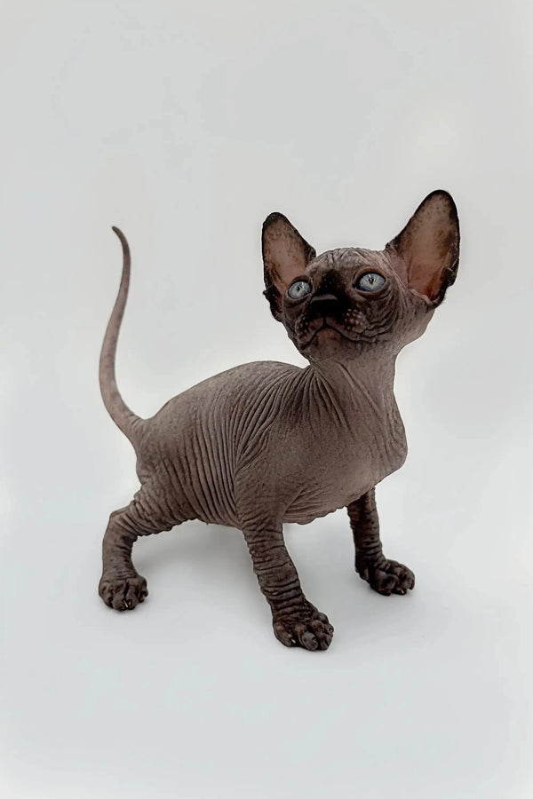 Meet Earl, the cheerful Hairless Sphynx kitten with wrinkled gray skin and big ears