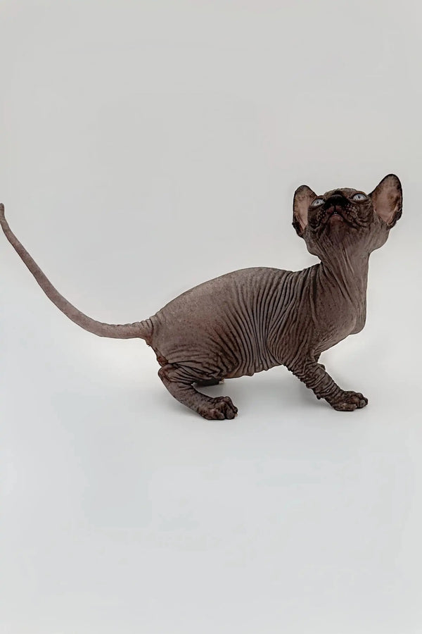 Cheerful black Sphynx kitten Earl with wrinkled skin and big ears ready to play!
