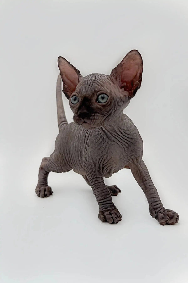 Meet Earl, the adorable Hairless Sphynx kitten with wrinkled gray skin and big ears