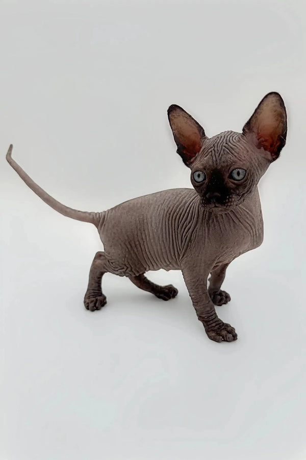 Meet Earl, a cheerful Hairless Sphynx kitten with wrinkled gray skin and large ears