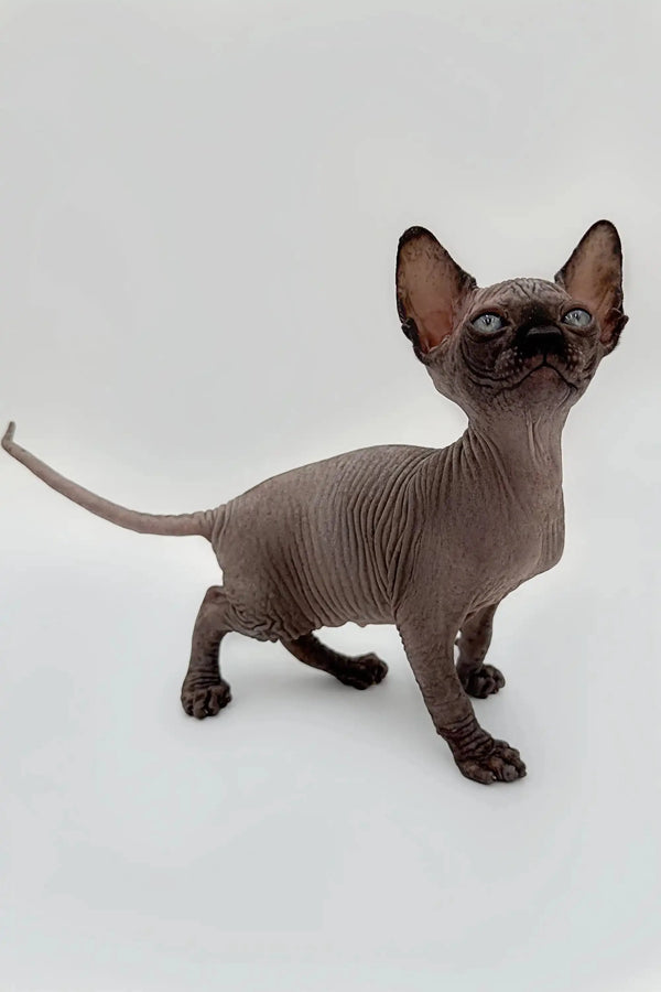 Cheerful black Sphynx kitten Earl with big ears and cute wrinkled skin