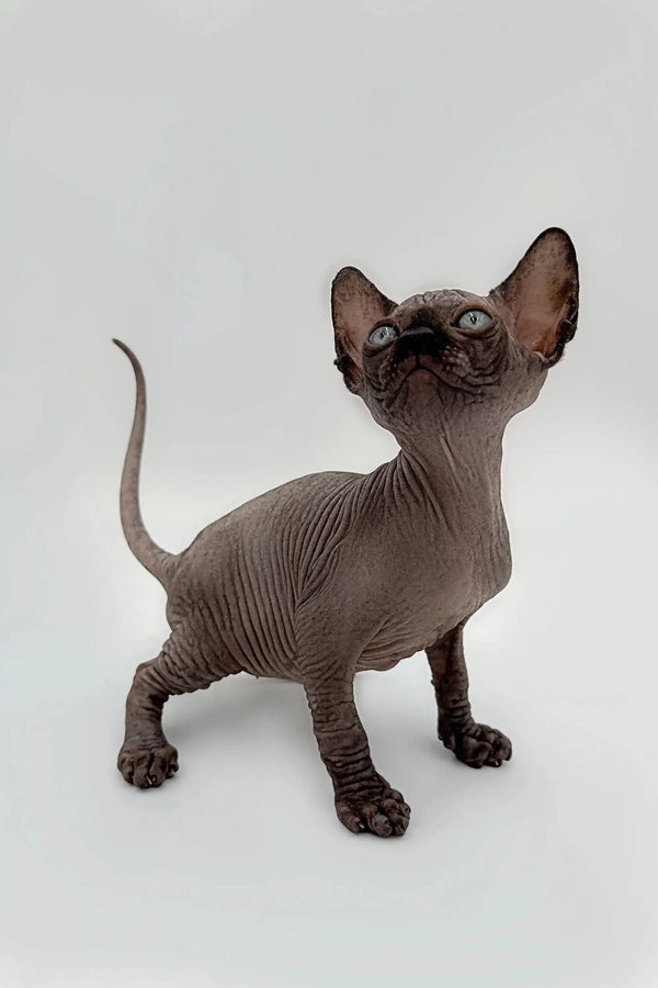 Cheerful black Sphynx kitten with wrinkled skin and large ears, meet Earl