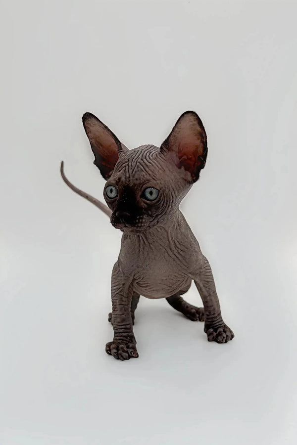 Cheerful black Sphynx kitten, Meet Earl with big ears and adorable wrinkled skin