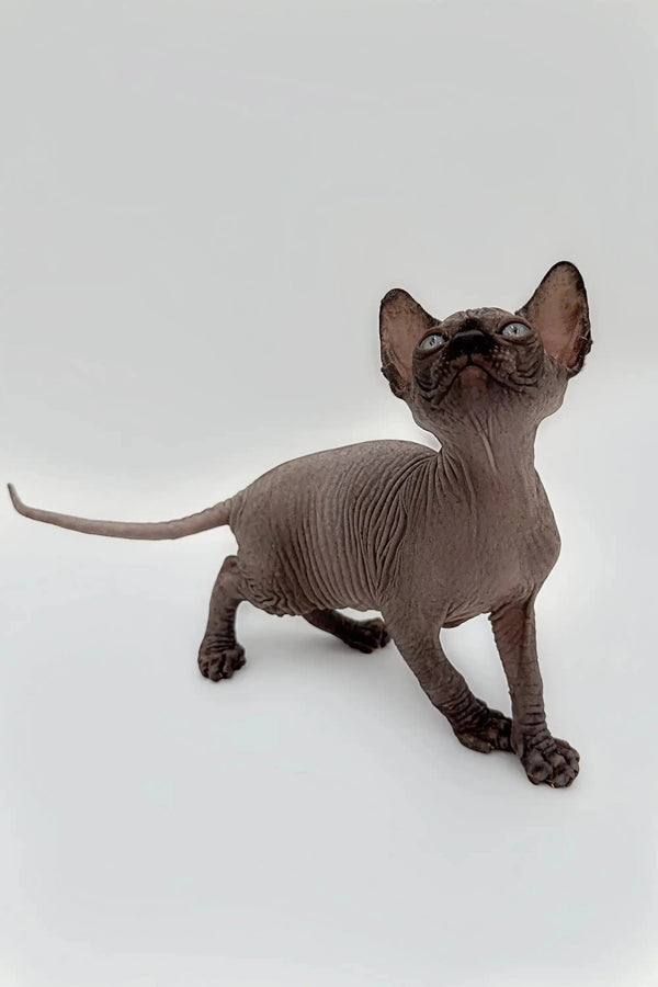 Cheerful black Sphynx kitten Earl with wrinkled skin and big ears, ready to play