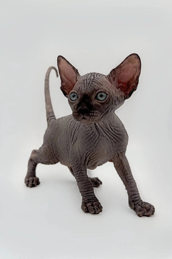 Cheerful black Sphynx kitten Earl showing off his big ears and cute wrinkles