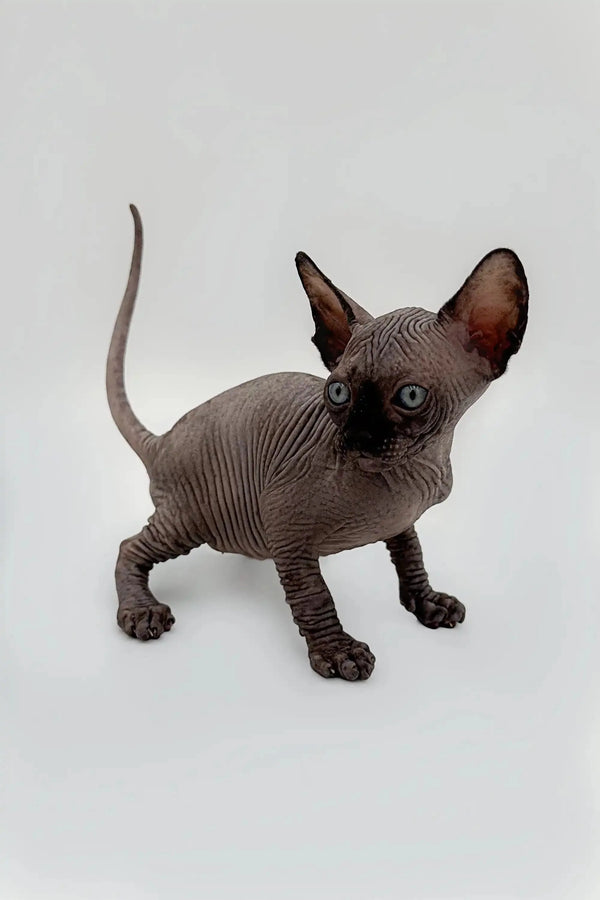 Black hairless fashion kitten