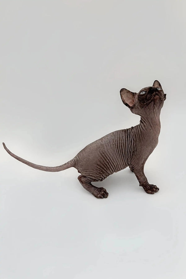 Meet Earl, the cheerful black Sphynx kitten showing off his adorable wrinkled skin