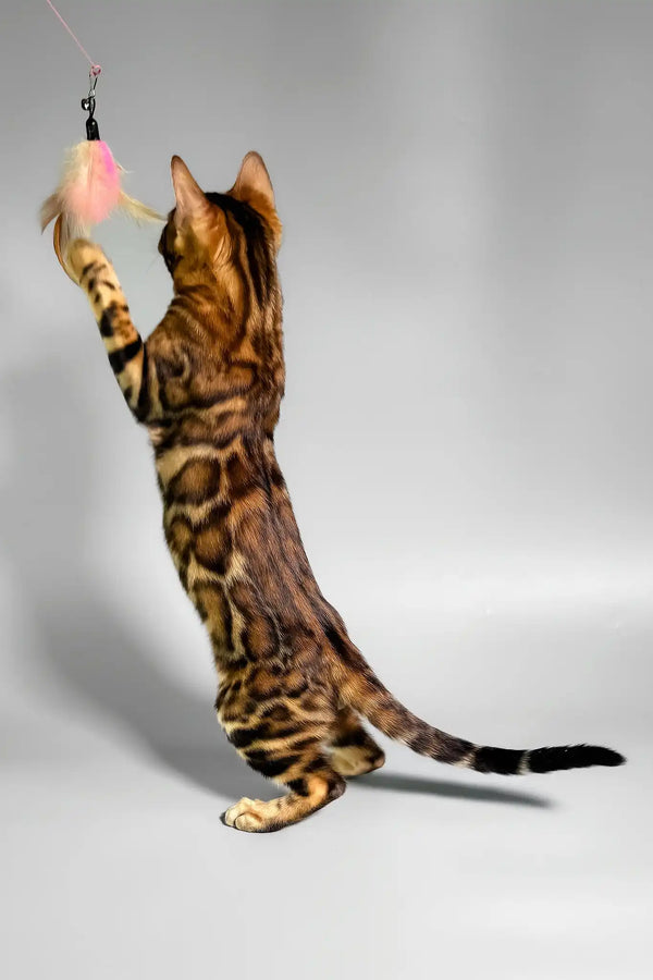 Eddie | bengal kitten