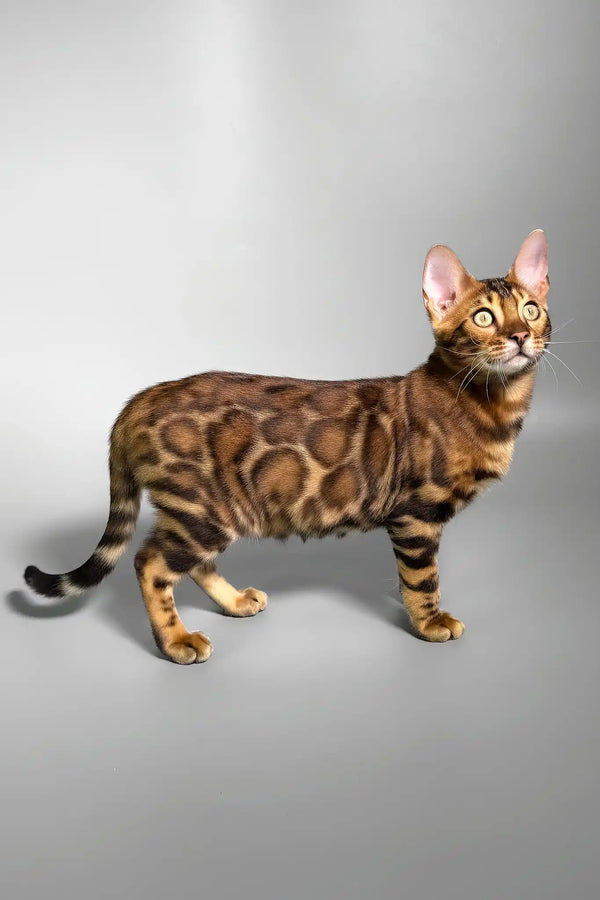 Eddie | bengal kitten