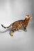 Eddie | bengal kitten