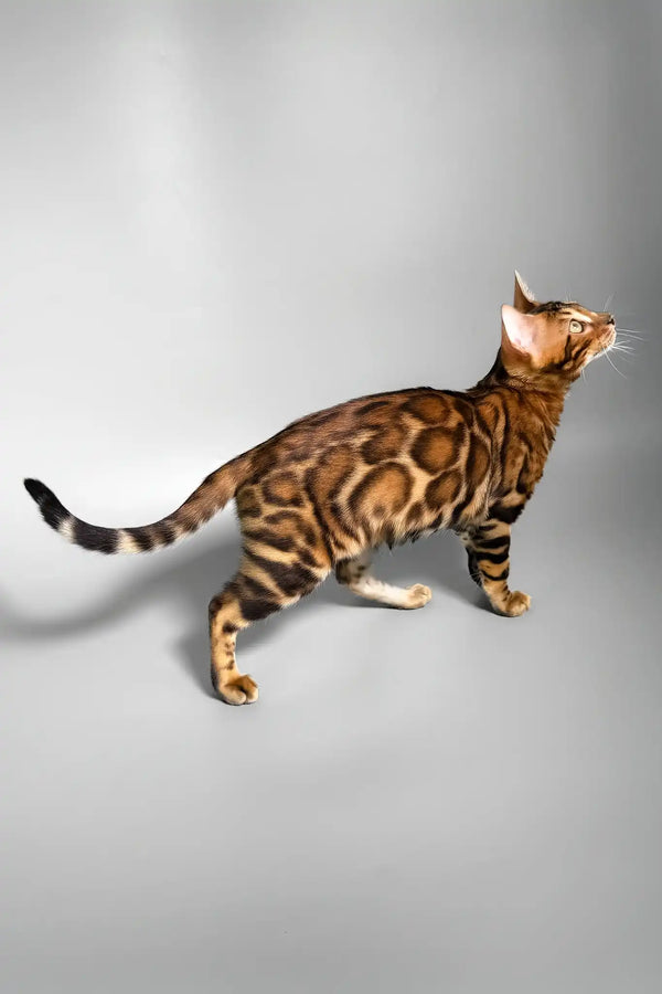 Eddie | bengal kitten