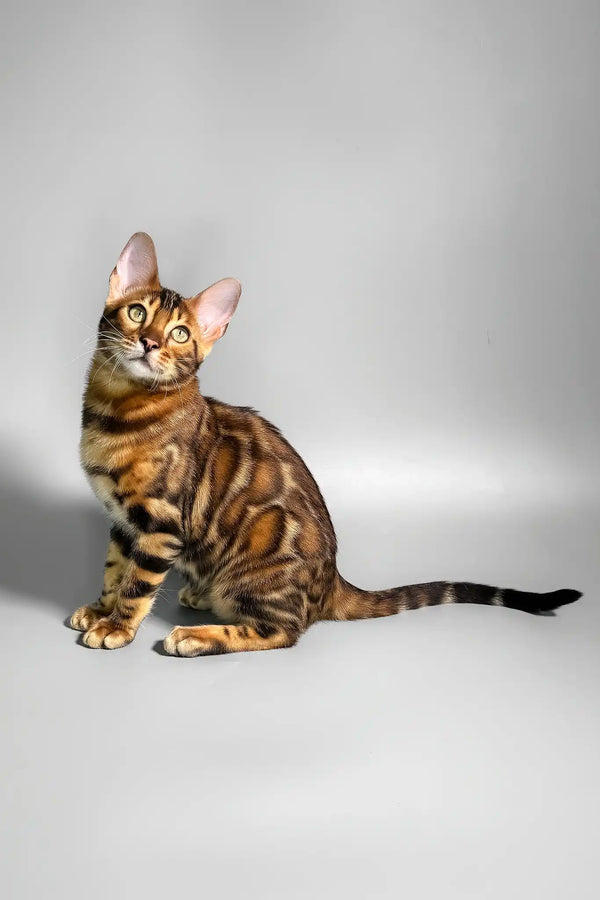 Eddie | bengal kitten
