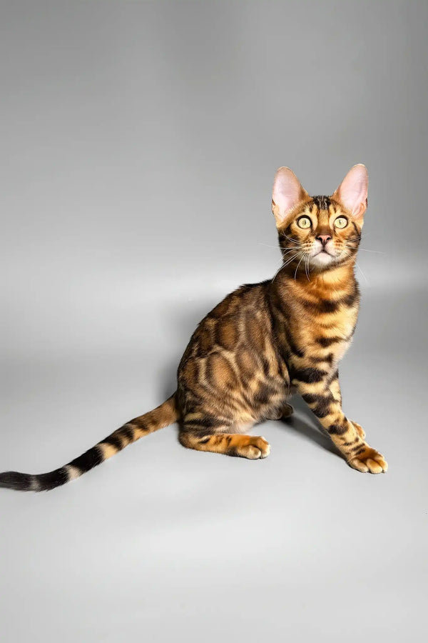 Eddie | bengal kitten