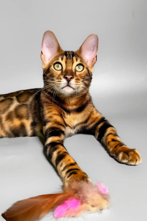 Eddie | bengal kitten