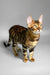 Eddie | bengal kitten