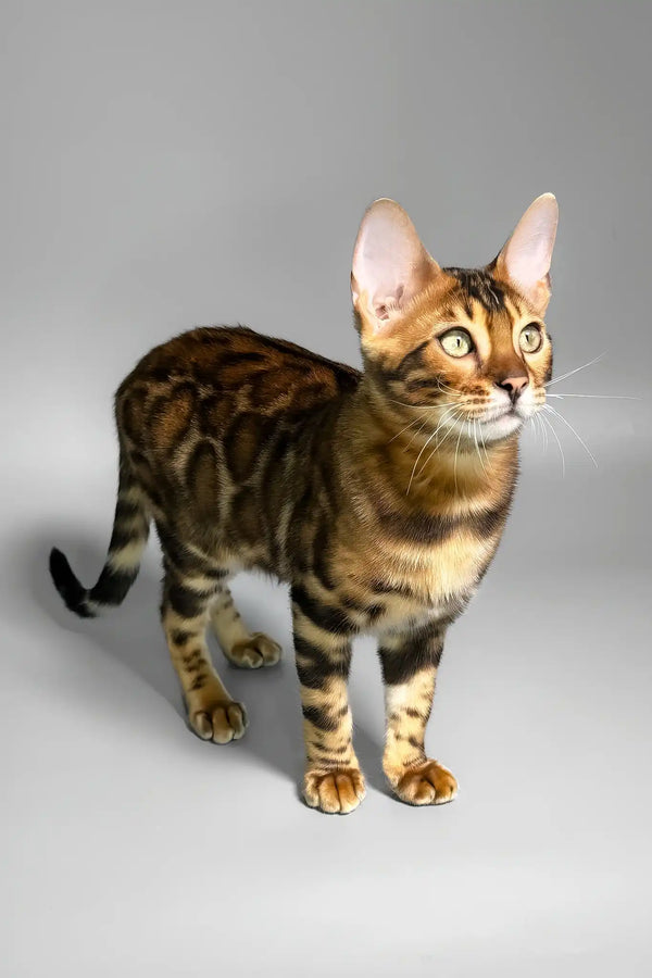 Eddie | bengal kitten