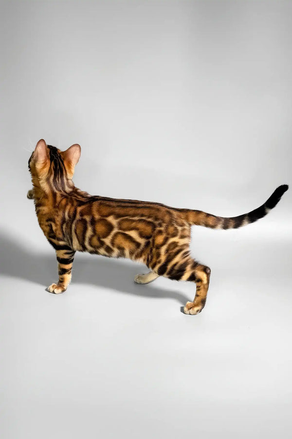 Eddie | bengal kitten