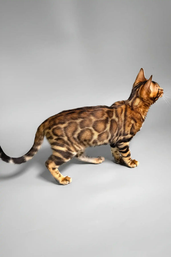 Eddie | bengal kitten