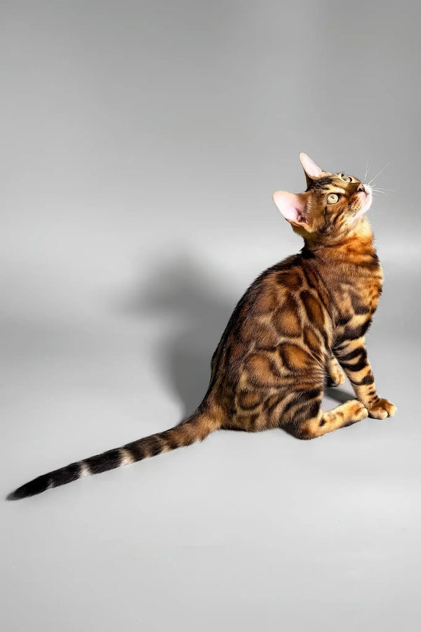 Eddie | bengal kitten