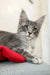 Gray tabby Maine Coon kitten Eddy ready to charm your heart and home