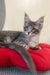 Gray tabby Maine Coon kitten Eddy looking adorable and playful