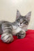 Gray tabby Maine Coon kitten named Eddy looking adorable and playful