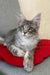 Gray tabby Maine Coon kitten named Eddy cuddling cutely in a cozy setting