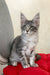 Gray tabby kitten featured in the Eddy Maine Coon Kitten product