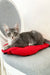 Gray tabby kitten lounging on a cozy red cushion in Eddy | Maine Coon Kitten product